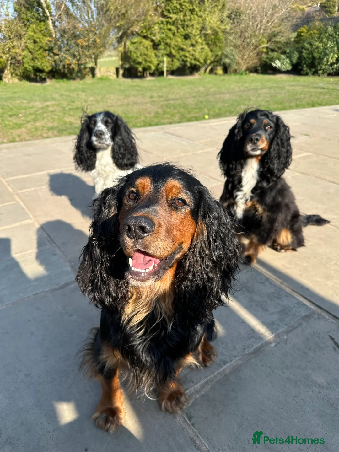 Cocker Spaniel dogs for stud: K C registered - Mr Midnight for Stud in Huddersfield - Advert 10