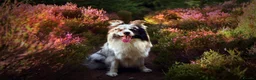 Border Collie dogs for stud: Show line blue merle border collie for stud - Advert 2