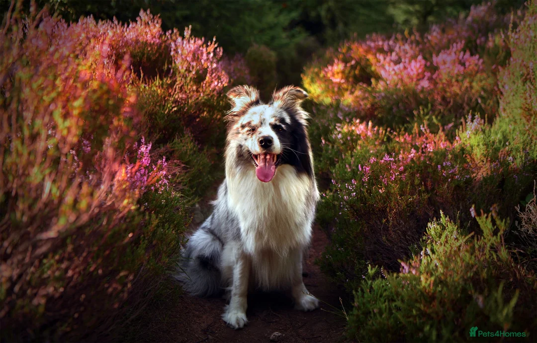 Border Collie dogs for stud: Show line blue merle border collie for stud - Advert 2