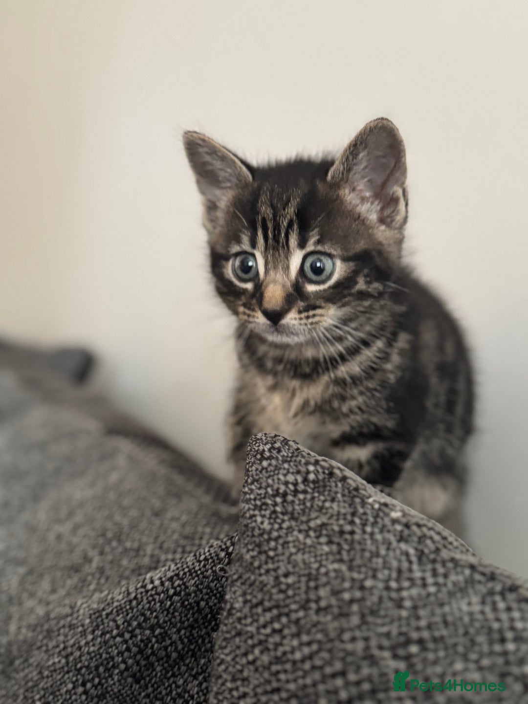 Mixed Breed cats for sale: Gorgeous Kittens ready to go in 2 weeks - Advert 12