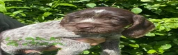 German Wirehaired Pointer dogs for sale: KC Registered German Wirehaired Pointer Puppies - Advert 5