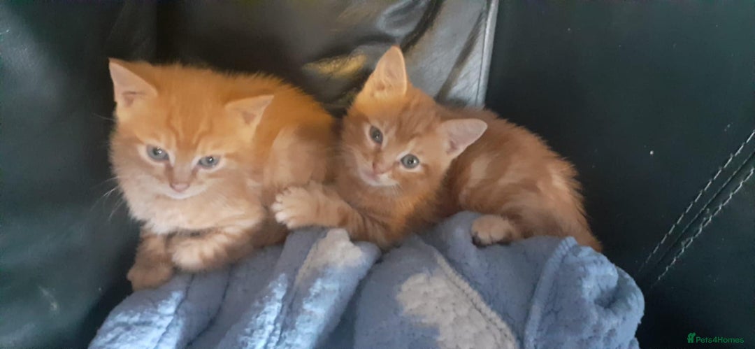 Mixed Breed cats for sale: Kittens  - Image 5