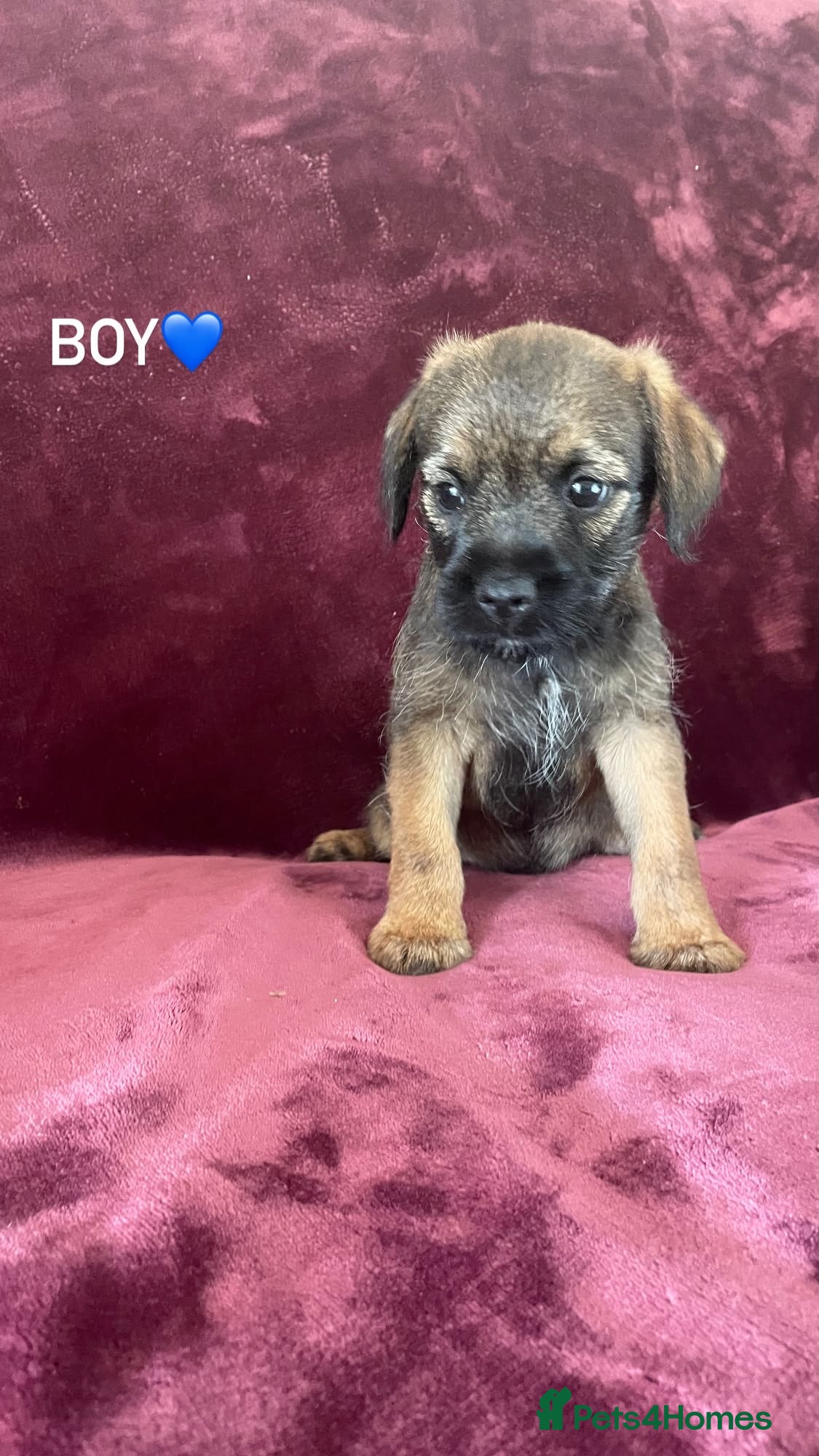 Border Terrier dogs Border terrier puppies - Advert 1