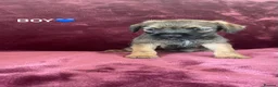 Border Terrier dogs for sale: Border terrier puppies - Advert 1