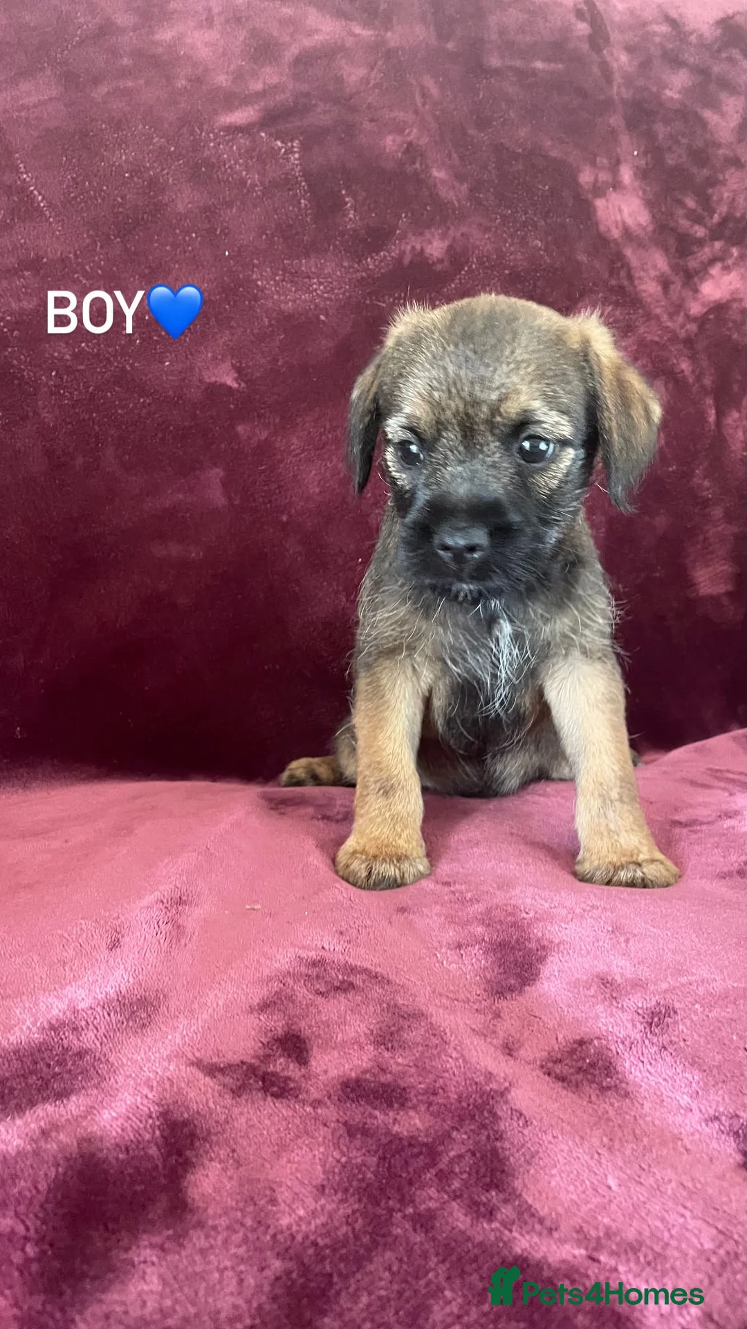 Border Terrier dogs for sale: Border terrier puppies - Advert 1