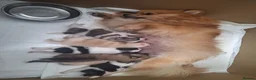 Pomeranian dogs for sale: Beautiful pomeranian pups due in 3wks time in Weston-super-Mare - Advert 7