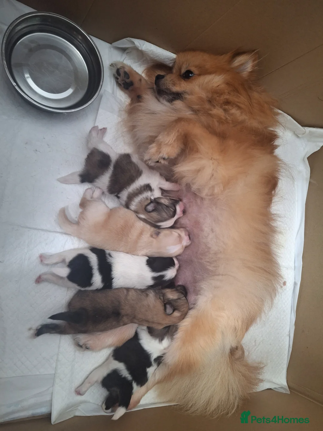 Pomeranian dogs for sale: Beautiful pomeranian pups due in 3wks time in Weston-super-Mare - Advert 7
