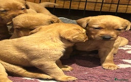 Labrador Retriever dogs for sale: Beautiful fox red and yellow lab puppies  - Image 25