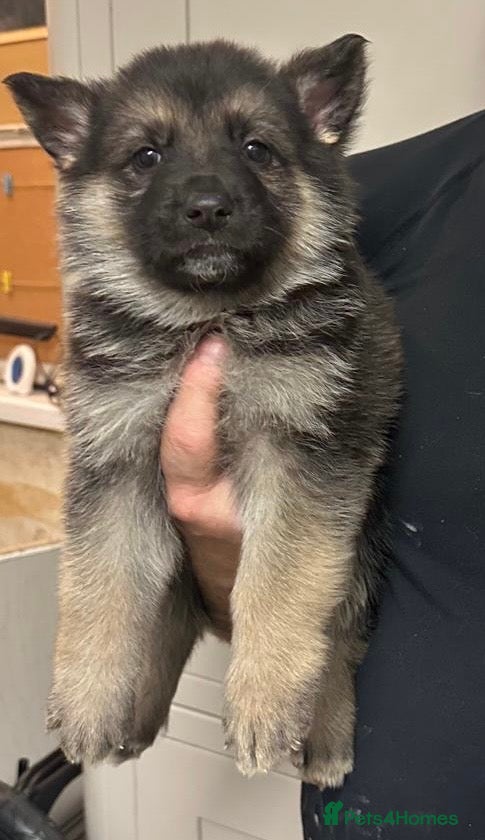 German Shepherd dogs Stunning German shepherd pups  - Advert 5