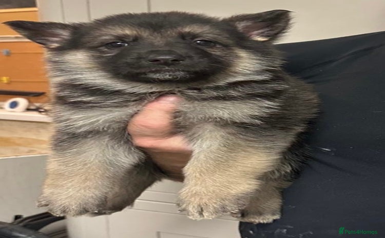 German Shepherd dogs - Advert 1