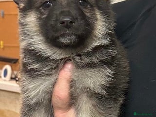 German Shepherd dogs - Advert 1