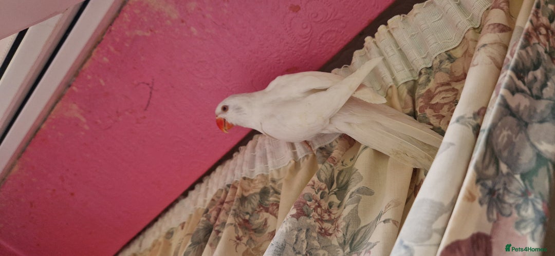 Ringnecks birds for sale: I have white ringnecks 4 months old for sale  - Image 5