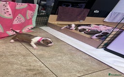English Bull Terrier dogs for sale: English bull terriers  - Image 9