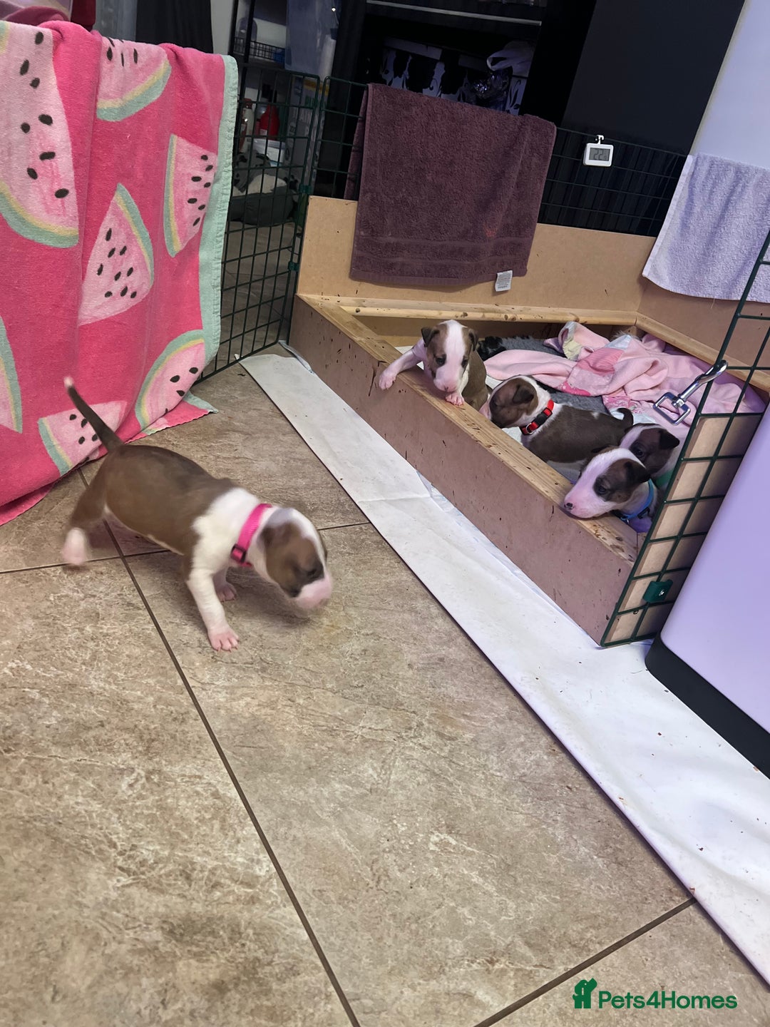 English Bull Terrier dogs for sale: English bull terriers  - Image 9