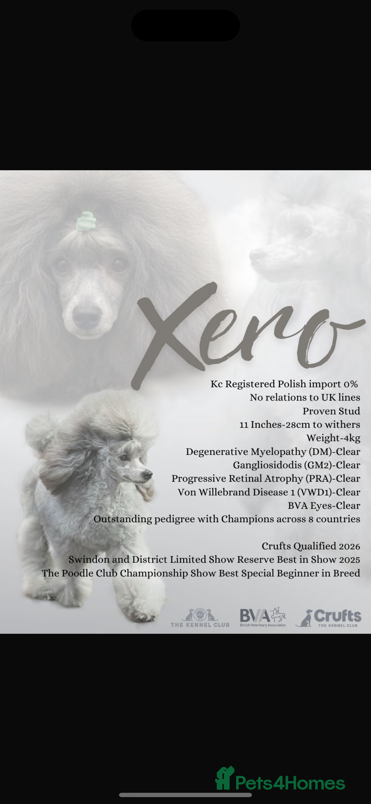 Miniature Poodle dogs Outstanding sliver poodle stud - Advert 2