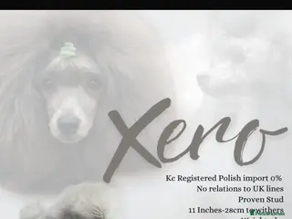 Miniature Poodle dogs Outstanding sliver poodle stud - Advert 2