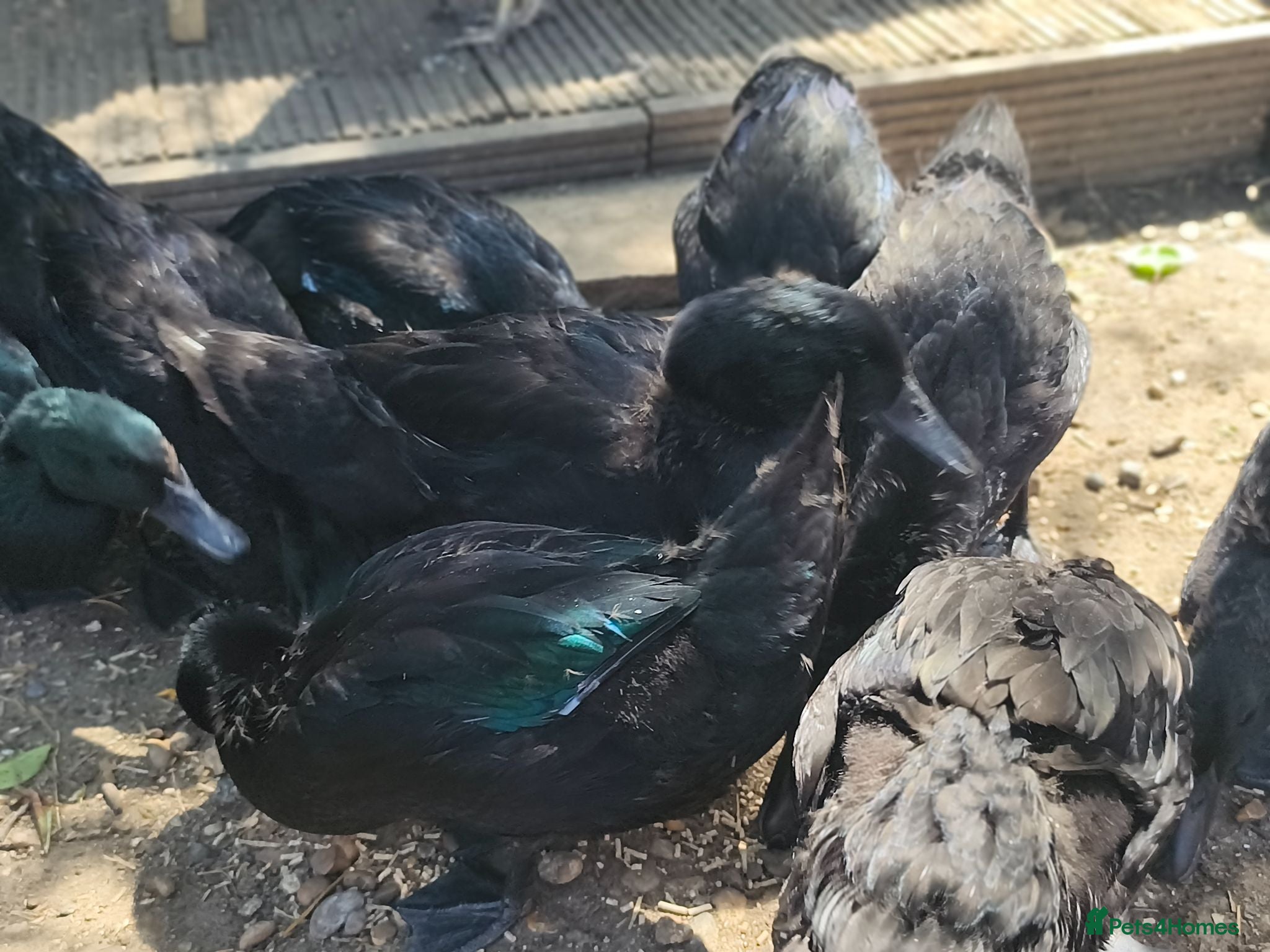 Ducks poultry for sale: Cayuga Ducks 10 weeks old - Advert 1