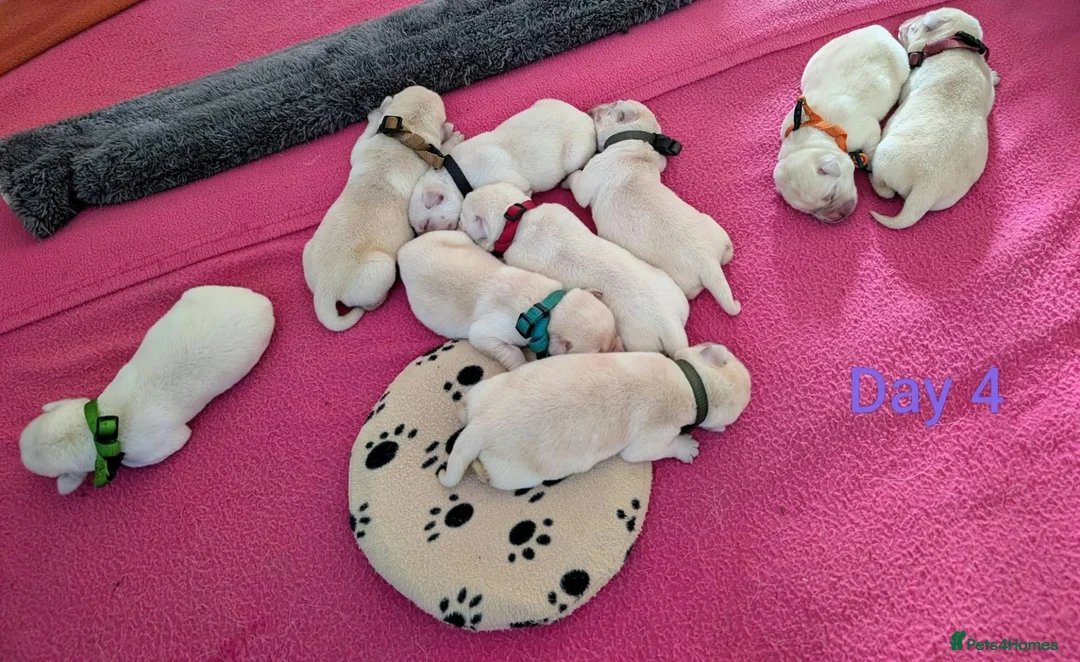 Labrador Retriever dogs for sale: Superb Pedigree KC Registered Labrador Puppies - Advert 2