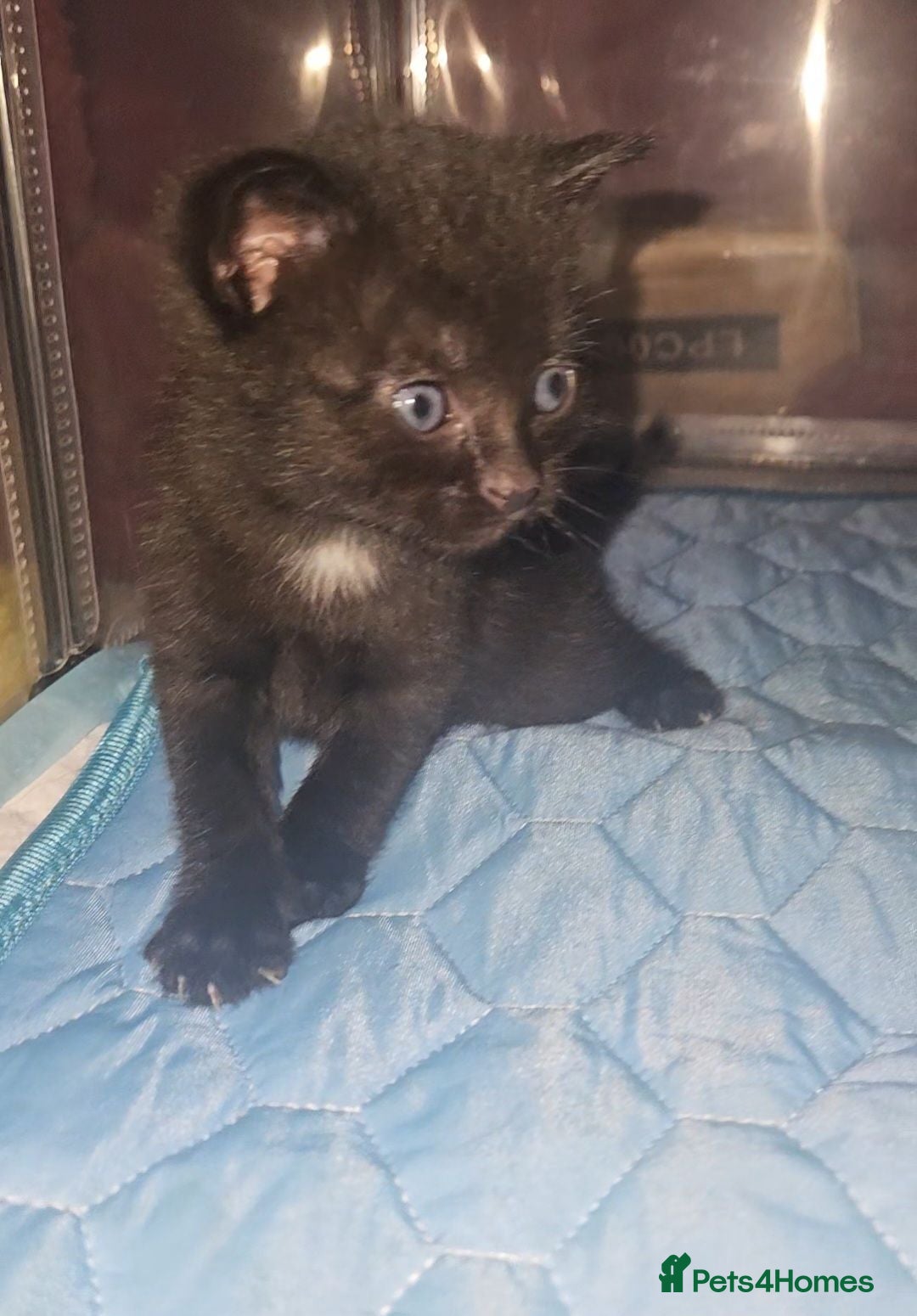 Mixed Breed cats LAST Black cuddly kitten left!!!! - Advert 15