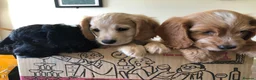 Cockapoo dogs for sale: 4 Male Cockapoos to find loving homes in Tiverton - Advert 2