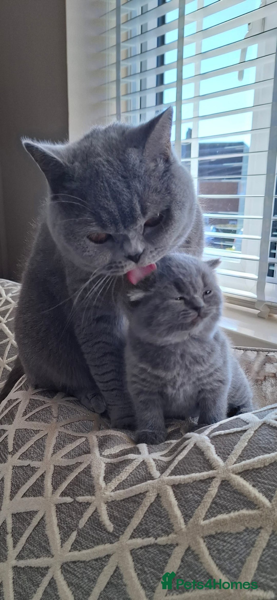 British Shorthair cats for sale: ⭐ Champion GGCF British longhair kitten ⭐  - Advert 8