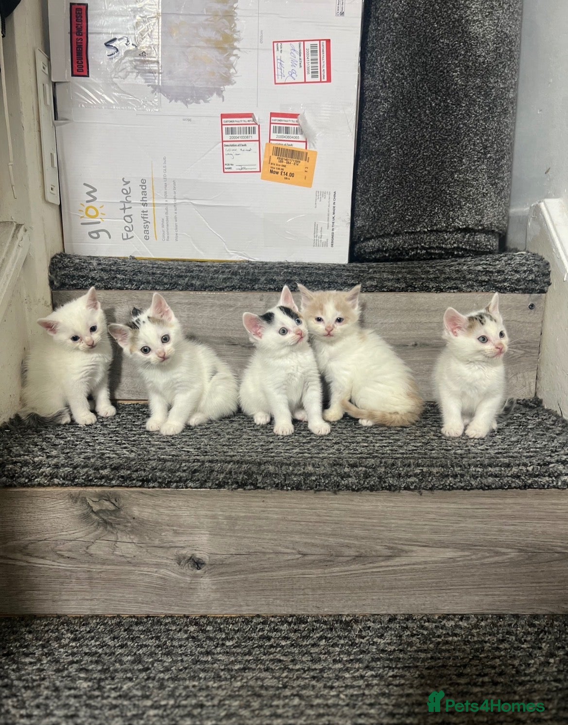 Mixed Breed cats 5 beautiful kittens  - Advert 4