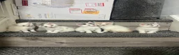Mixed Breed cats for sale: 5 beautiful kittens  - Advert 1