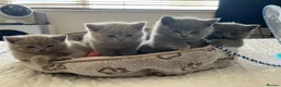 British Shorthair cats for sale: 🐾 4 British Blue kittens  🐾 - Advert 8