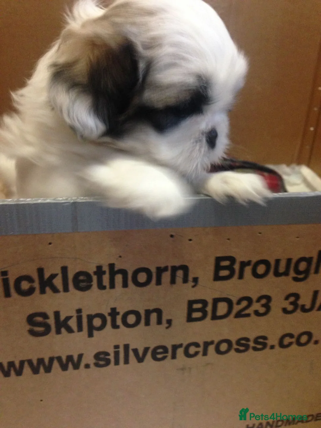 Toy Poodle dogs for stud: Phantom Toy Poodle Tri colour KC (STUD ONLY) in Coalville - Advert 21