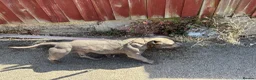 Staffordshire Bull Terrier dogs for sale: 🐕 FOR SALE: KENLEAP RED MARS  - Advert 3