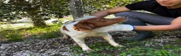 Brittany Spaniel dogs for adoption: Wally - Advert 7
