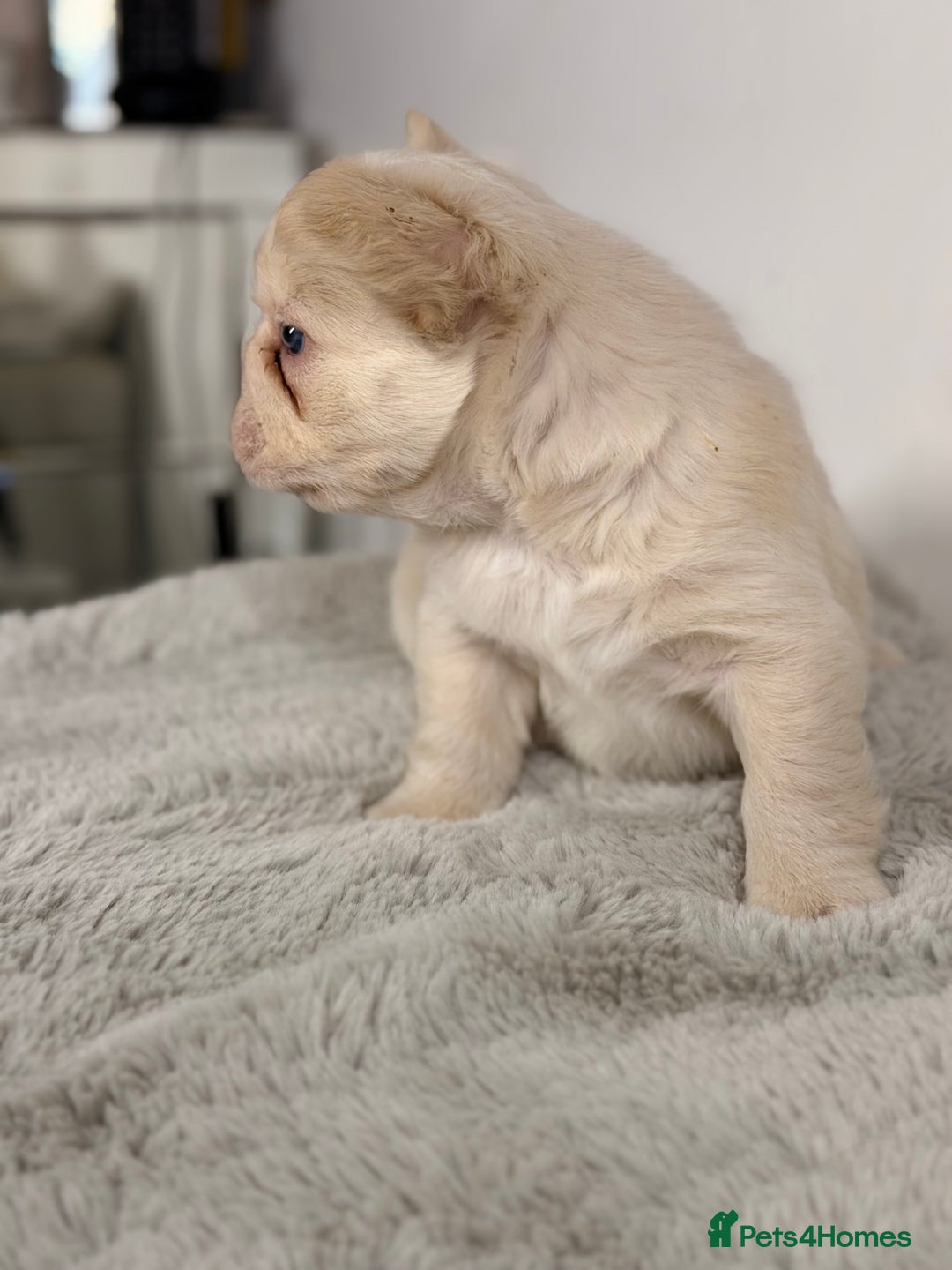 French Bulldog dogs for sale: Full visual outstanding fluffy frenchies - Advert 21