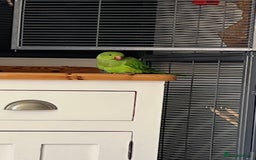 Ringnecks birds for sale: Green Indian Ringneck  - Image 3