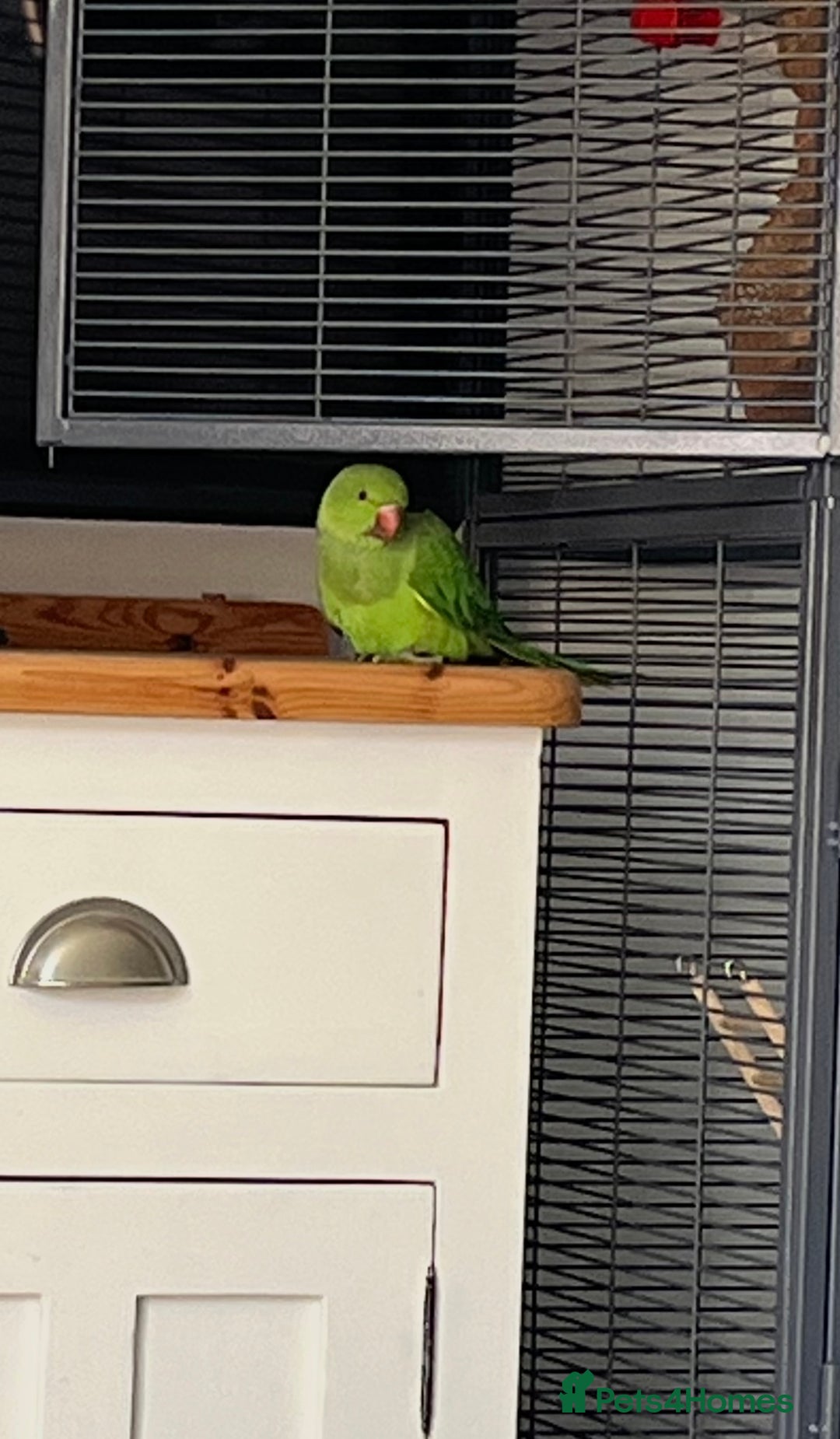 Ringnecks birds for sale: Green Indian Ringneck  - Image 3