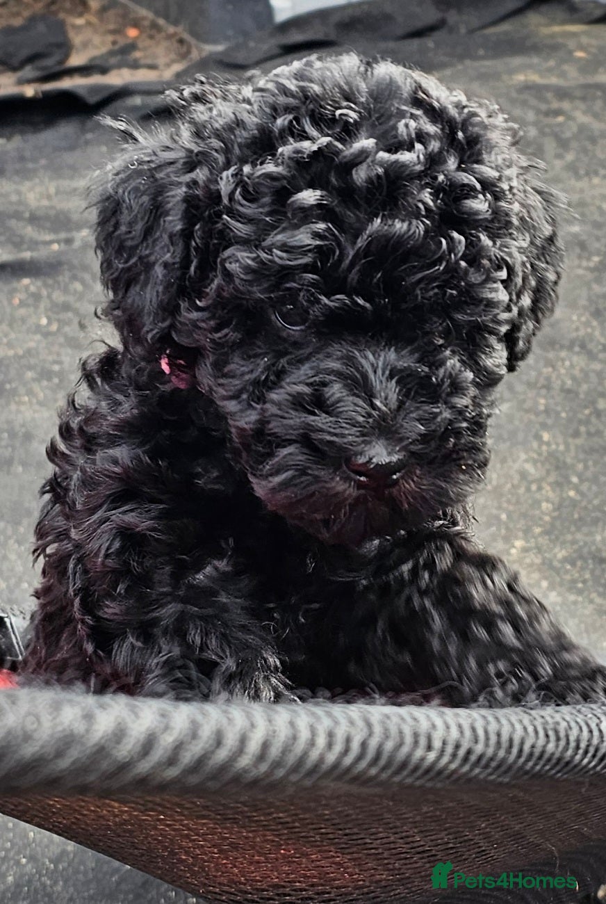 Miniature Poodle dogs stunning Miniature poodle puppies - Advert 1