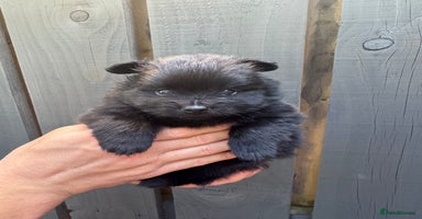 Pomeranian dogs - Advert 4