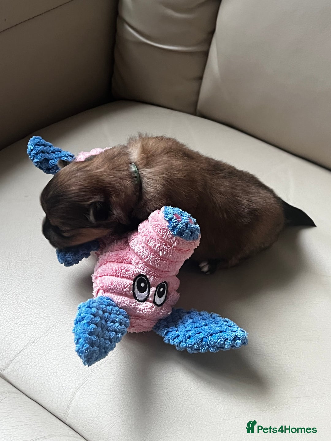 Pomeranian dogs for sale: Gorgeous Pomeranian Puppies, 2 Boys and Two Girls - Image 12