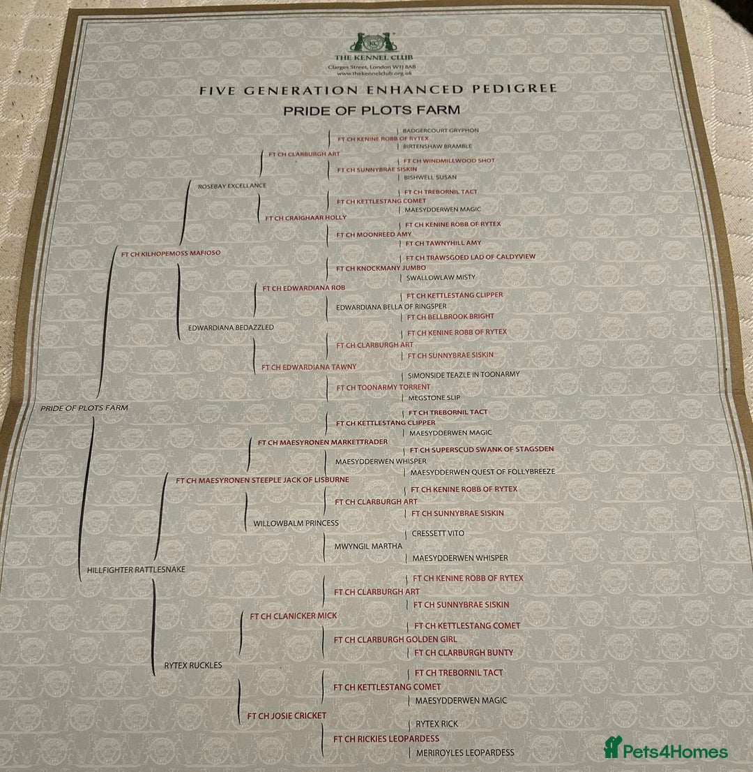 English Springer Spaniel dogs for stud: KC Registered English Springer Spaniel Stud in Bexhill-on-Sea - Advert 8