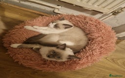 Ragdoll cats for sale: Ragdoll kittens  - Image 2