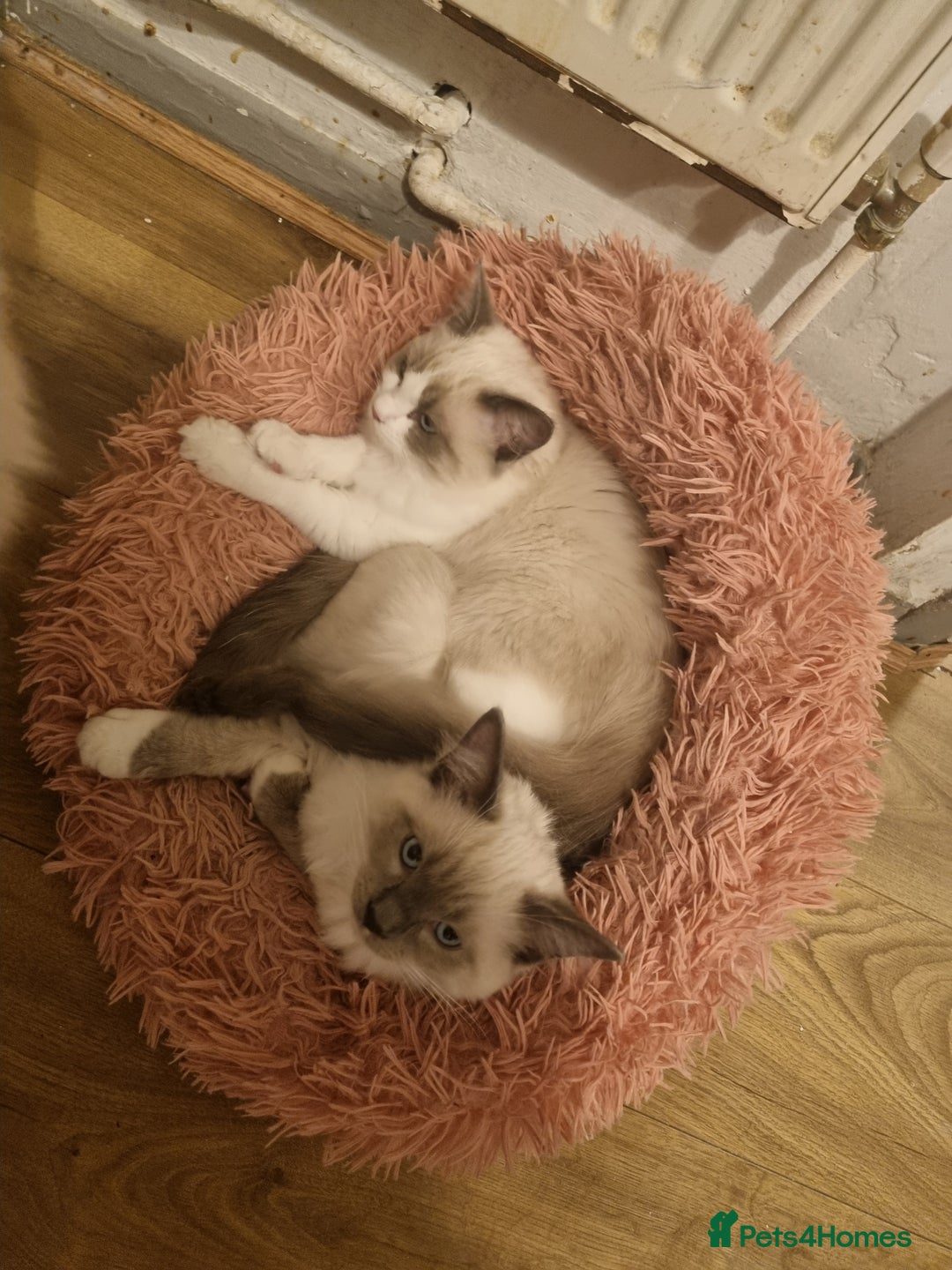 Ragdoll cats for sale: Ragdoll kittens  - Image 2