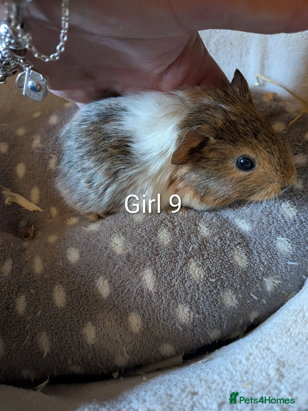 Guinea Pig rodents for sale: Baby guinea pigs  - Advert 6