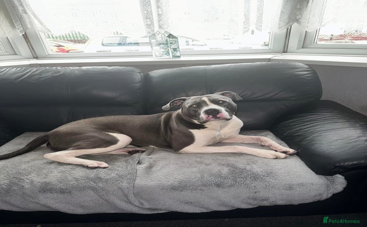 Presa Canario dogs - Advert 4