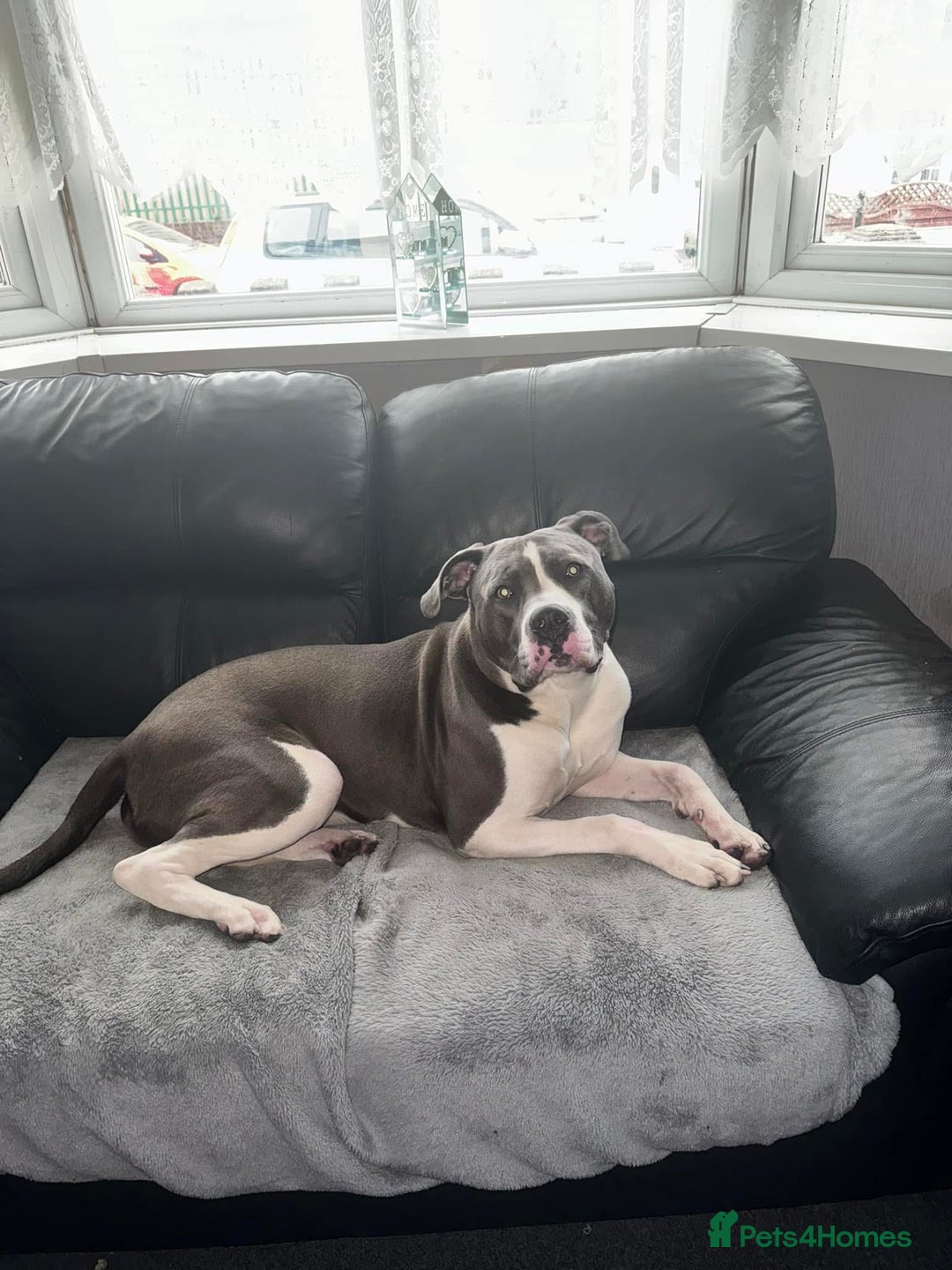 Presa Canario dogs for sale: Hugo  - Image 1