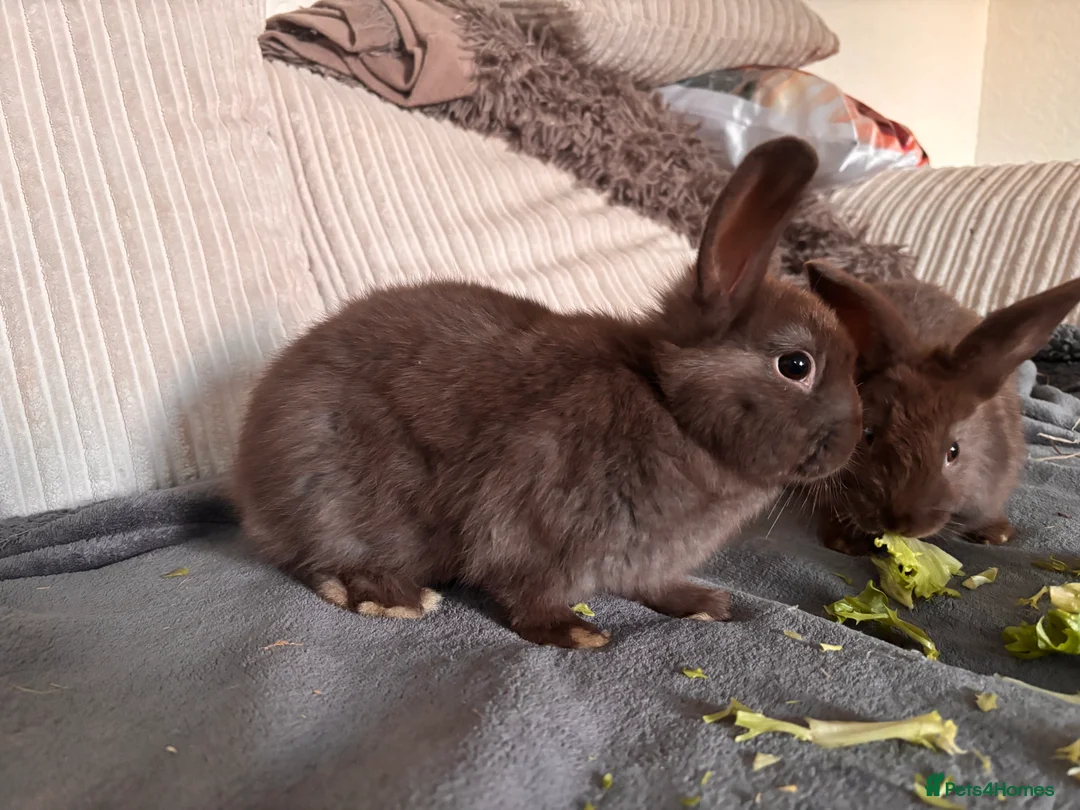 Mixed Breed rabbits for sale: Chocolate Bunnies for sale  - Advert 1
