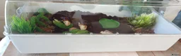 Snails invertebrates for sale: 2 X Giant African Land Snails with enclosure. in New Milton - Advert 4