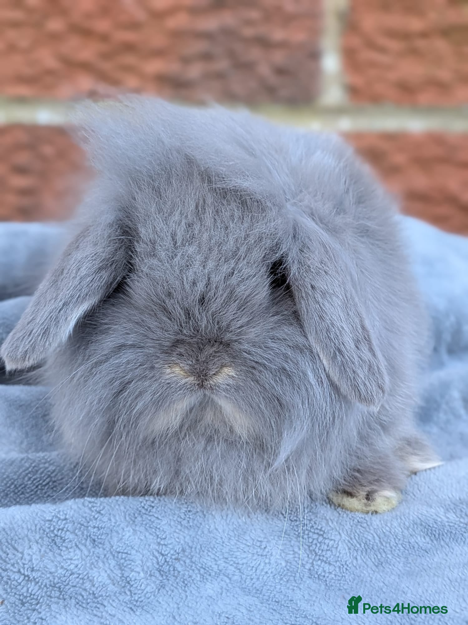 Mini Lion Lop rabbits Single main lion lops - Advert 15