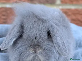 Mini Lion Lop rabbits Single main lion lops - Advert 15