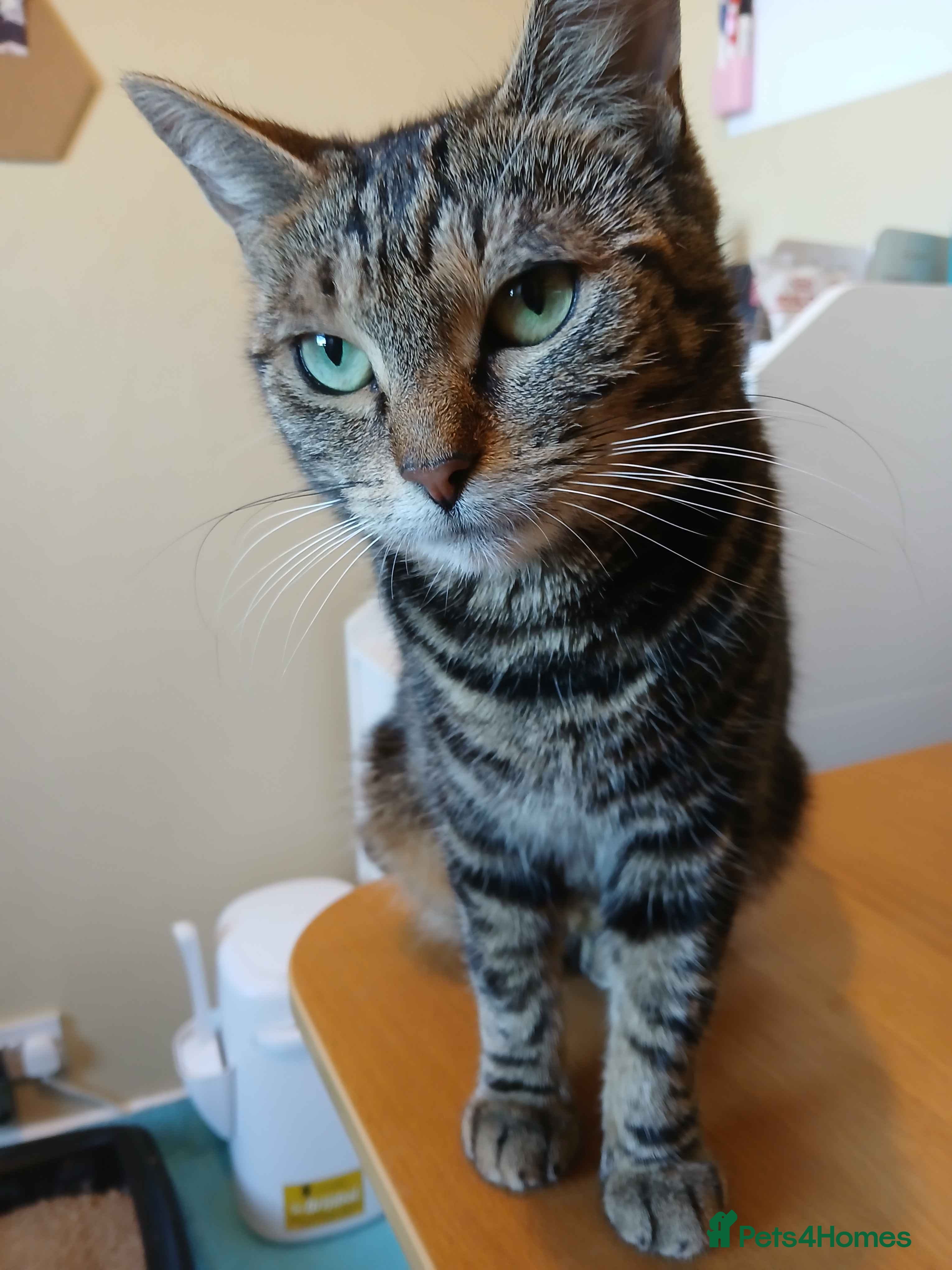 Domestic Shorthair cats ADOPTION: Mischief - Advert 1