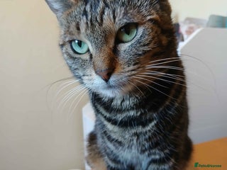 Domestic Shorthair cats ADOPTION: Mischief - Advert 2