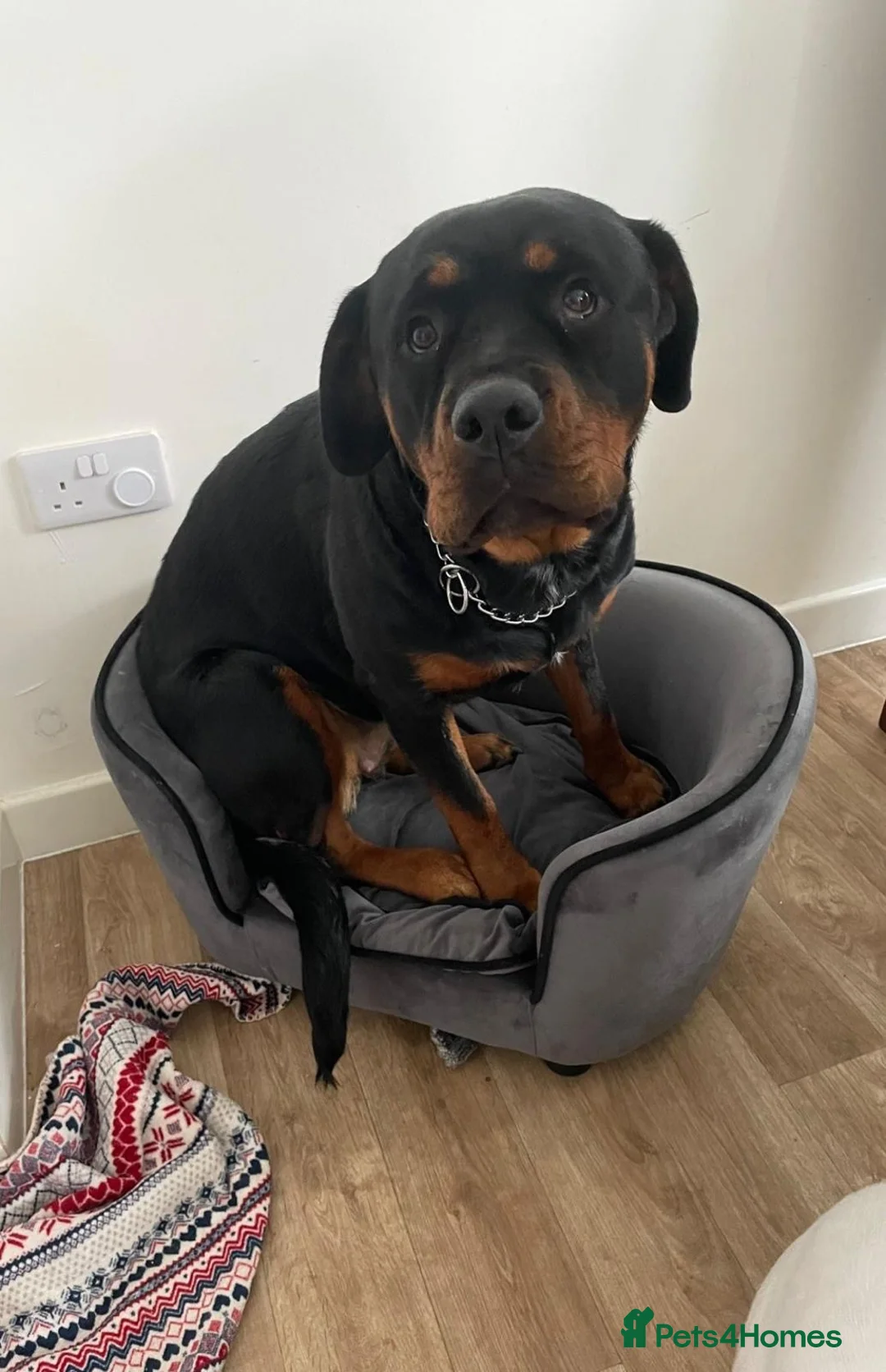 Rottweiler dogs for sale: Beautiful 5 year old Rottweiler  - Advert 2